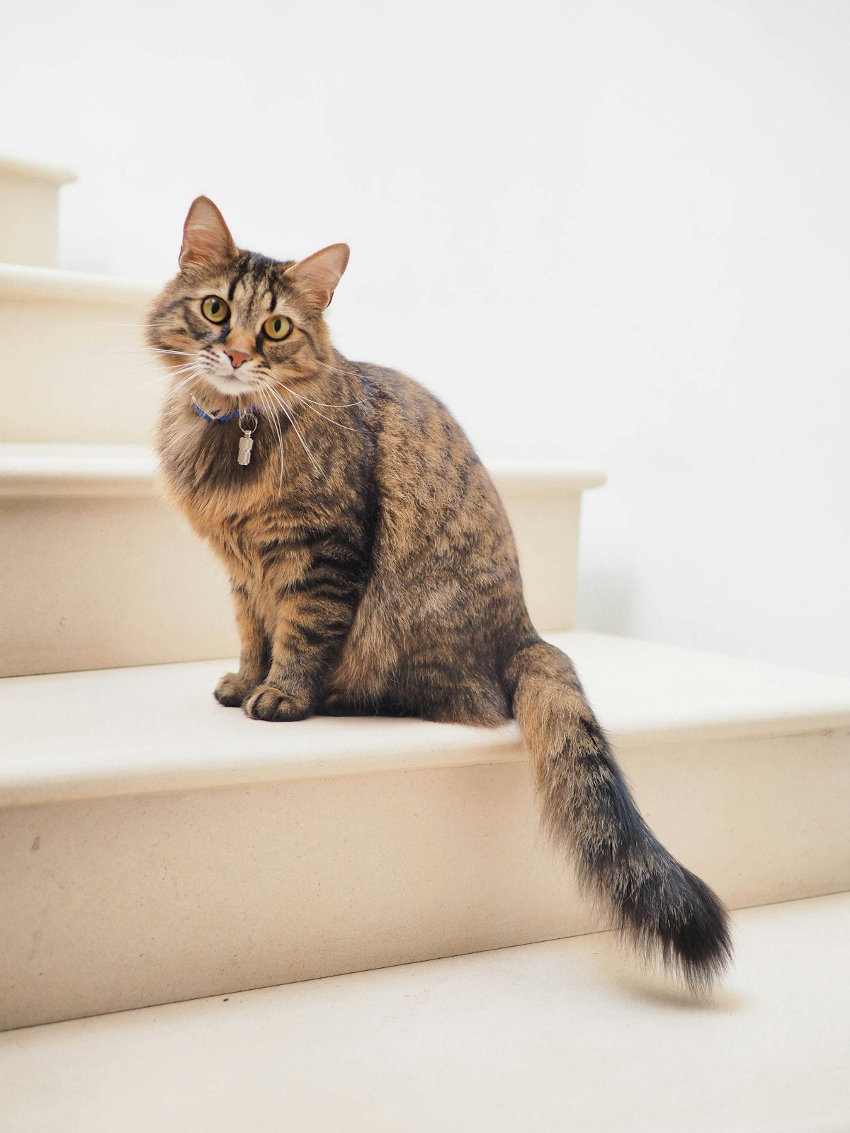 Chat apaisé — photo lifestyle provisoire à remplacer par les photos fournisseur