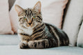 Chat brossé — photo lifestyle provisoire à remplacer par les photos fournisseur