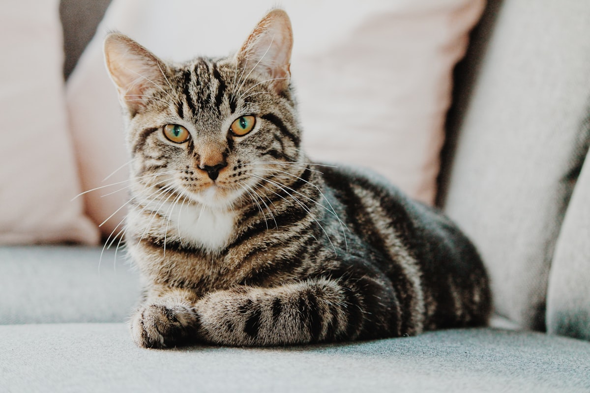 Chat brossé — photo lifestyle provisoire à remplacer par les photos fournisseur
