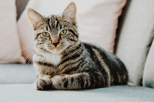 Chat brossé — photo lifestyle provisoire à remplacer par les photos fournisseur