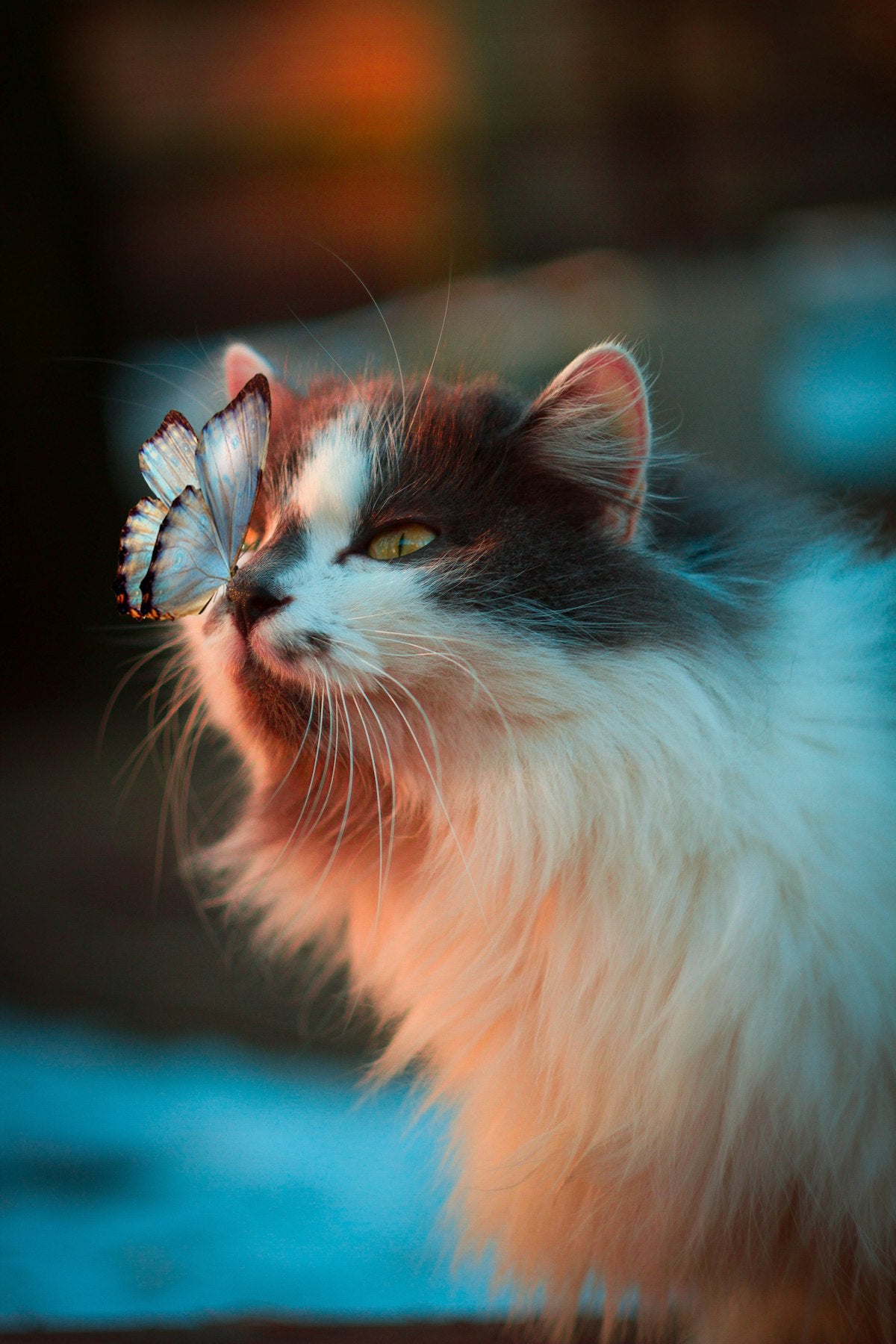 Chat joueur — photo lifestyle provisoire à remplacer par les photos fournisseur
