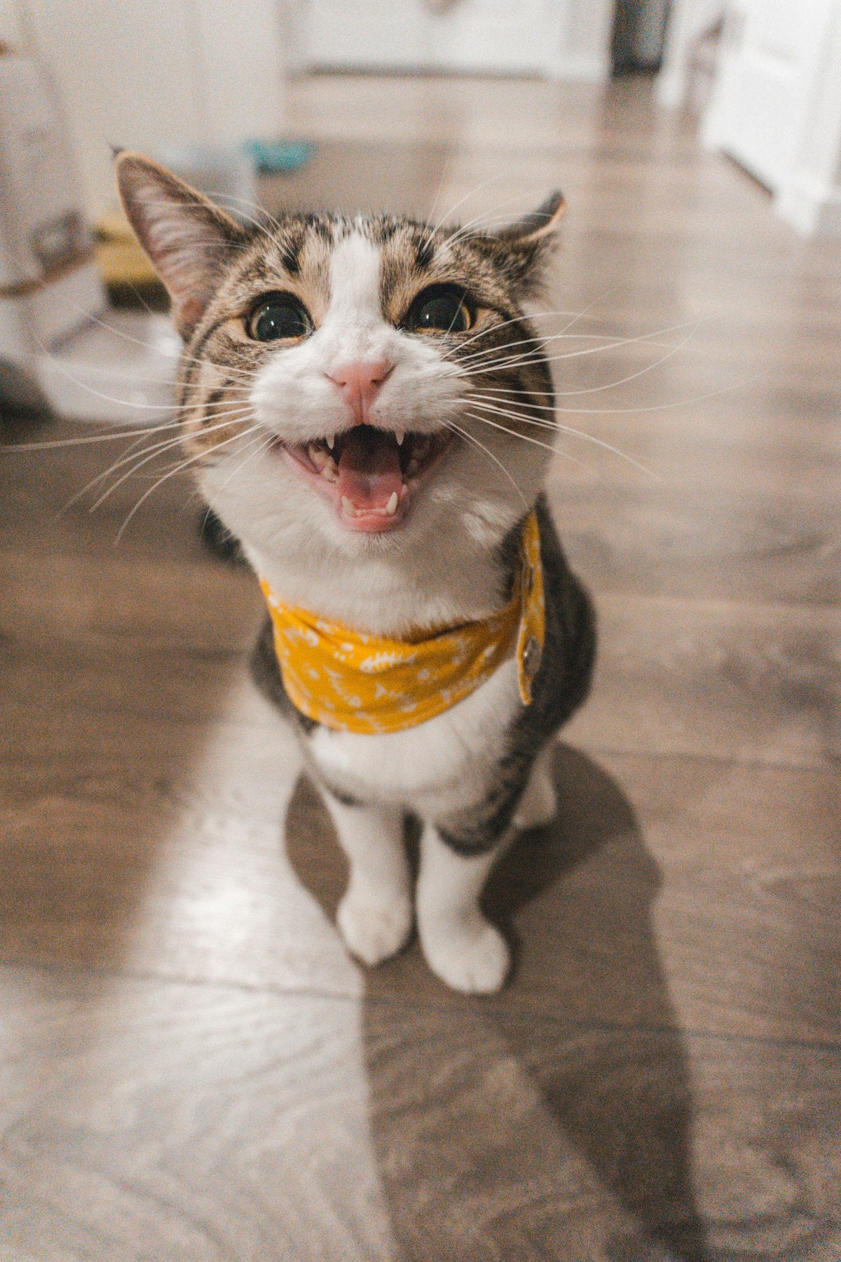 Chat détendu — photo lifestyle provisoire à remplacer par les photos fournisseur