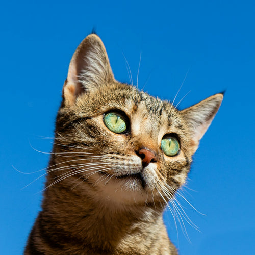 Chat blanc — photo lifestyle provisoire à remplacer par les photos fournisseur