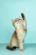 Chat joueur aux yeux bleus — photo lifestyle provisoire à remplacer par les photos fournisseur